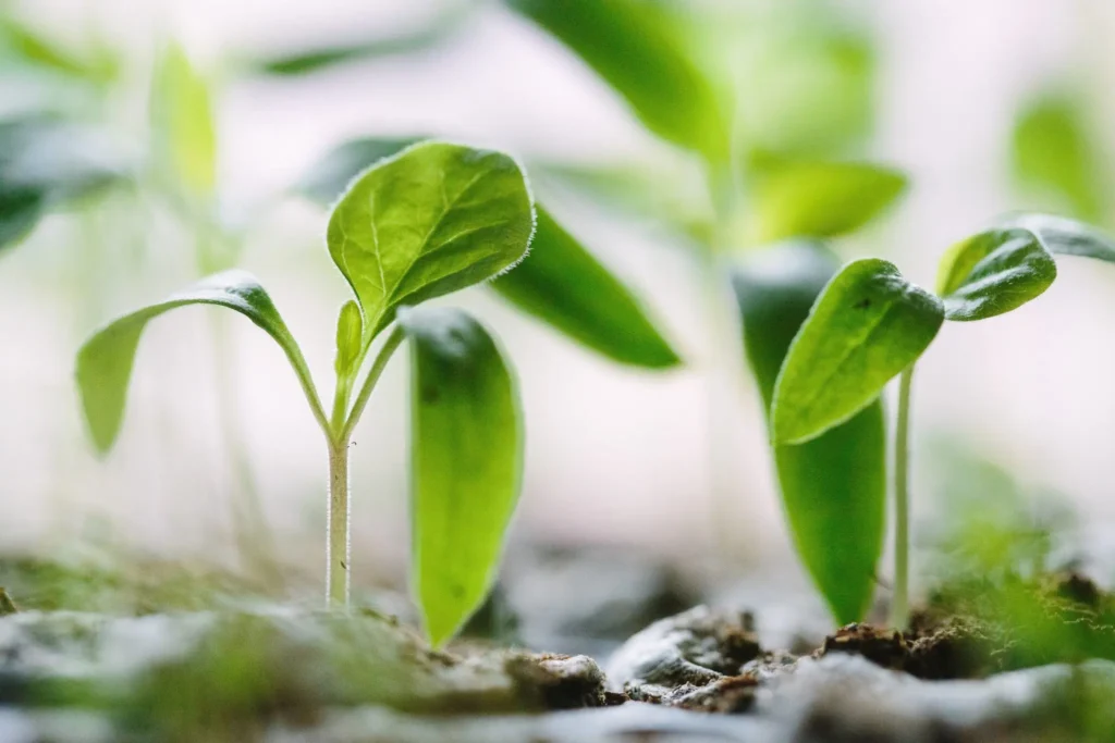 Close-up of two saplings growing out of the ground.