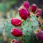 Texas Prickly Pear with reddish pink flower buds