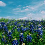 Texas bluebonnets under a blue sky