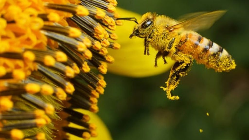 5 Pollinator Benefits