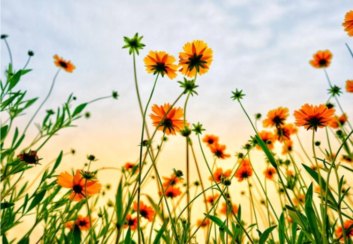 Field of orange flowers at sunset.