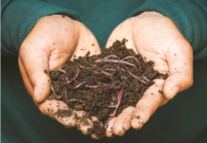 Two hands holding a pile of dirt with worms in it.