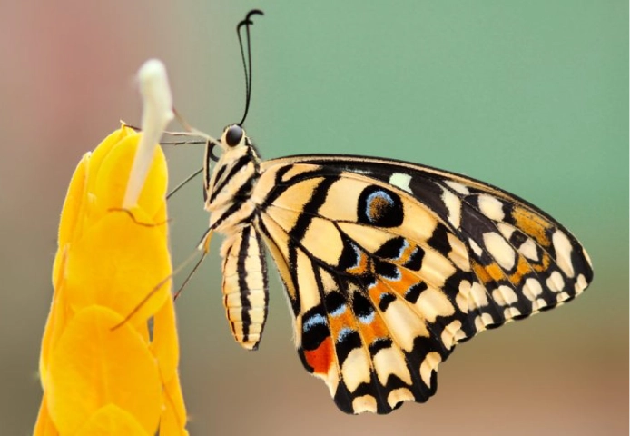 Close-up of a butterfly sitting on a yellow flower.