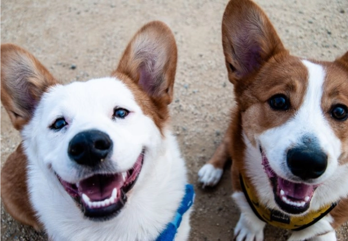 Two corgis.