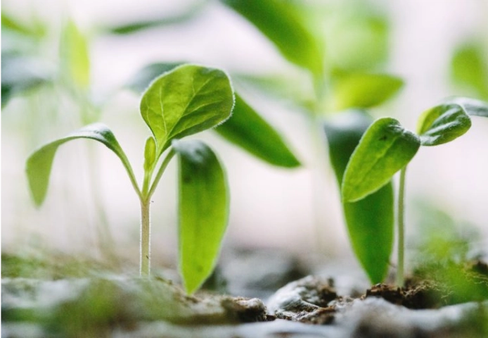 Close-up of two saplings growing out of the ground.