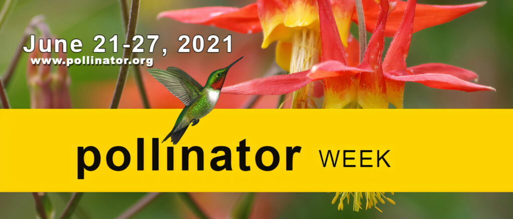 Cover image for Pollinator Week, June 21-27, 2021.