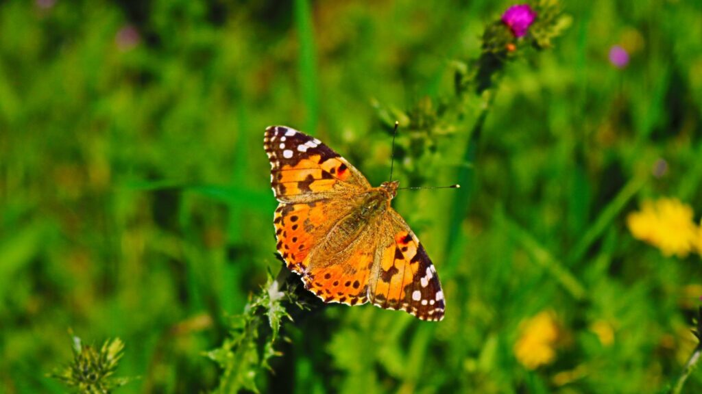 A monarch butterfly shot from above.