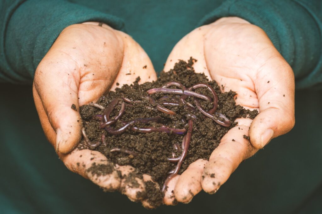 Close-up of two hands holding a pile of dirt with worms in it.